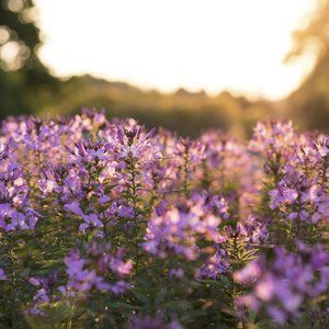 Meet your Posher, Kate ❀